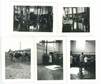 [Z.Inf.Rgt.(mot).33.003] #019 5x Orig. Foto Fleischer Schlächterei der 13.ID in Schlachthof RADOM Polen 1939