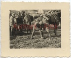 [Z.Art.Rgt.31.002] S378 Foto Wehrmacht Polen Feldzug Pferd Huf Schmied Feldschmiede