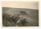 [Z.Kw.Tr.Rgt.602.001] Foto (1) Pferde Kadaver und Feldwagen Wracks bei Tuchel in Polen 1939 Tuchola ...