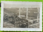 [Z.X0124] Polen, deutsche Gräber bei Puławy, 1939